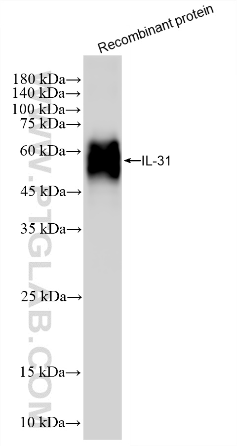 WB analysis of Recombinant protein using 87927-1-RR (same clone as 87927-1-PBS)