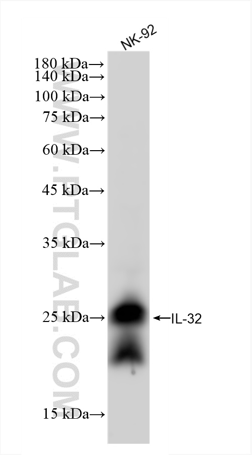 WB analysis of NK-92 using 86678-1-RR (same clone as 86678-1-PBS)