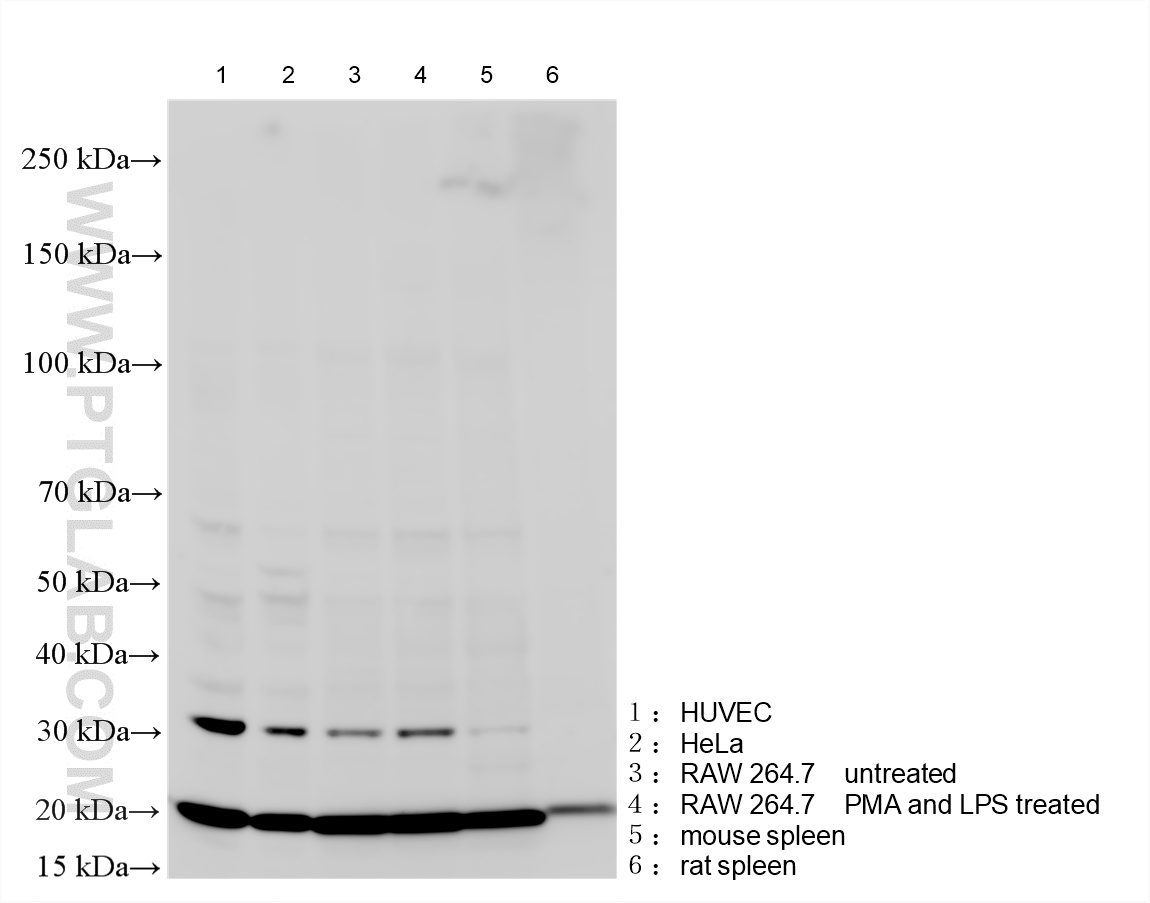 WB analysis using 83765-7-RR