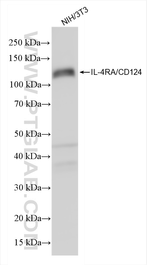 WB analysis of NIH/3T3 using 84758-5-RR