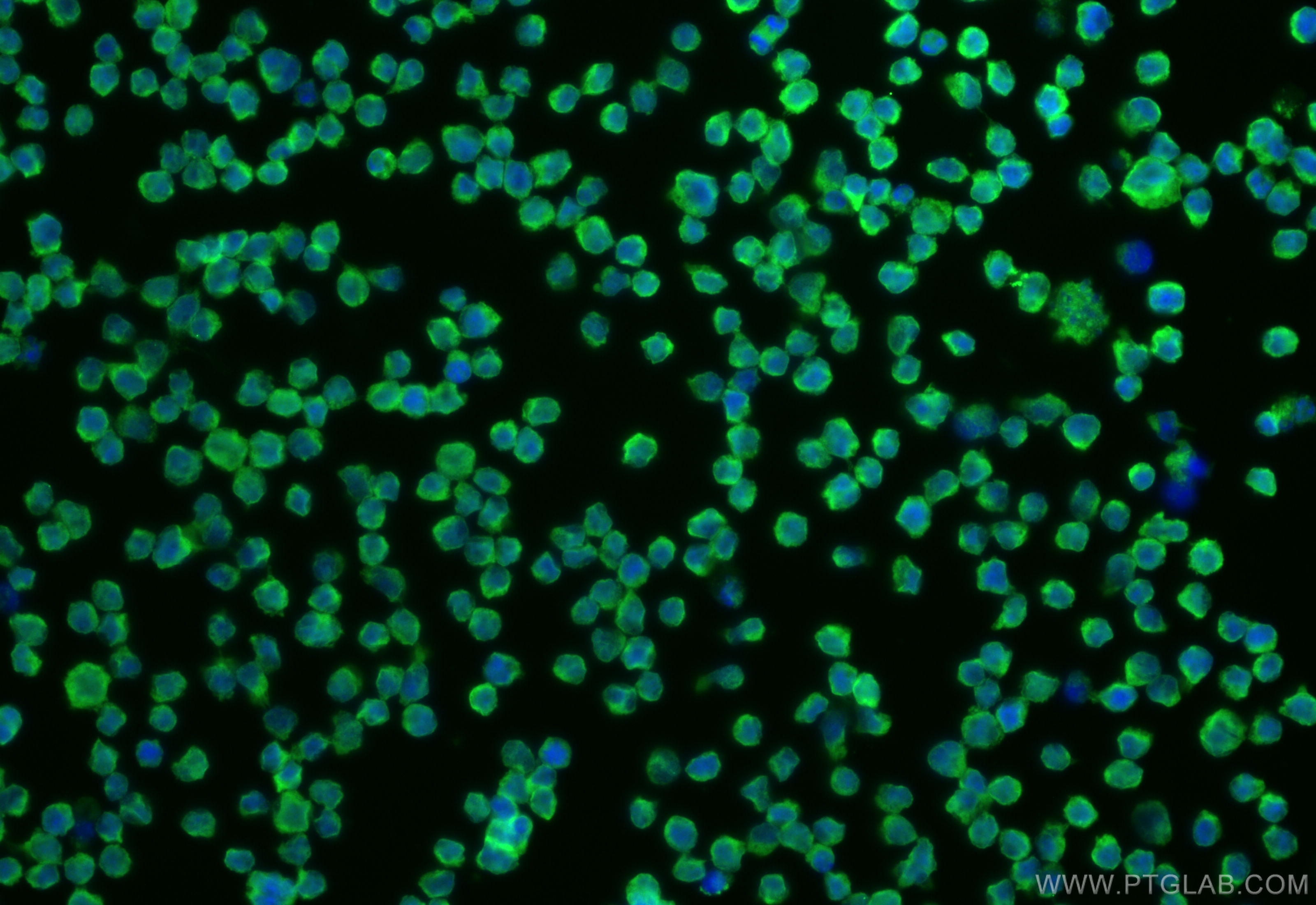 IF Staining of Daudi using CL488-67051
