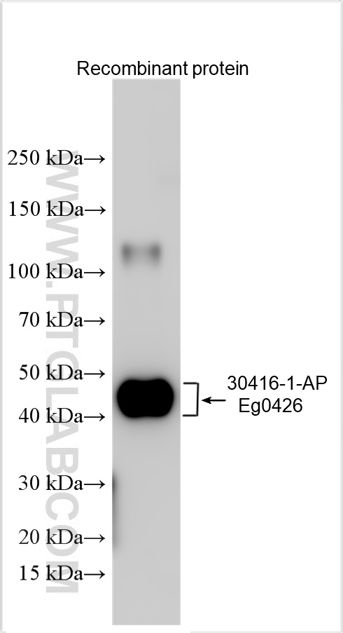 WB analysis using 30416-1-AP