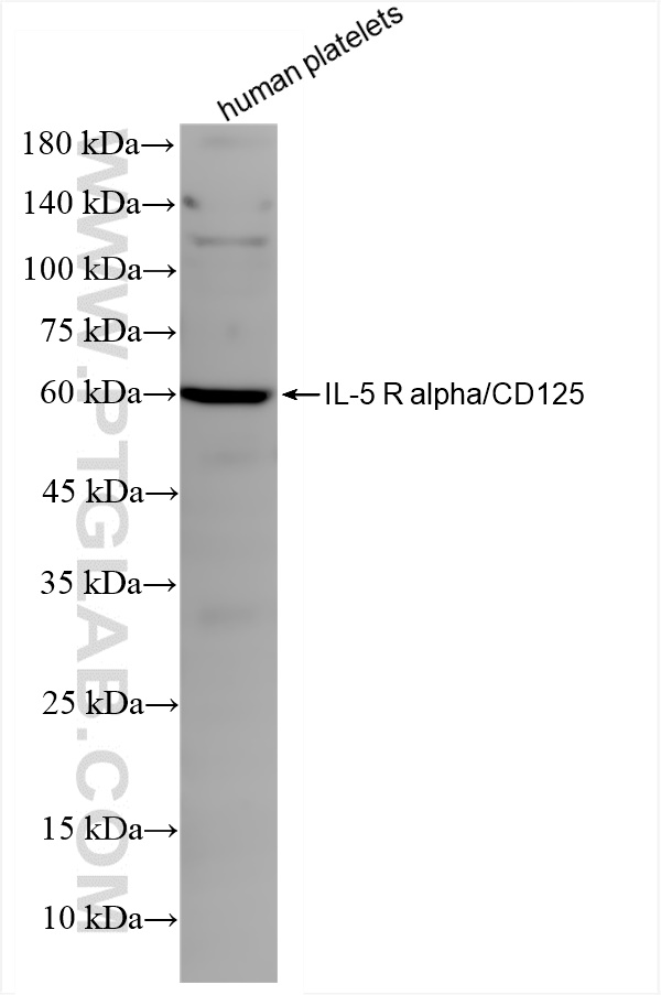 WB analysis of human peripheral blood platelets using 84948-5-RR