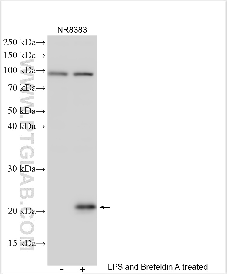 WB analysis using 30953-1-AP