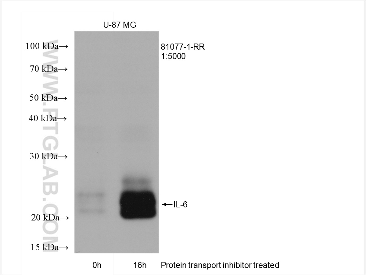 WB analysis of U-87 MG using 81077-1-RR