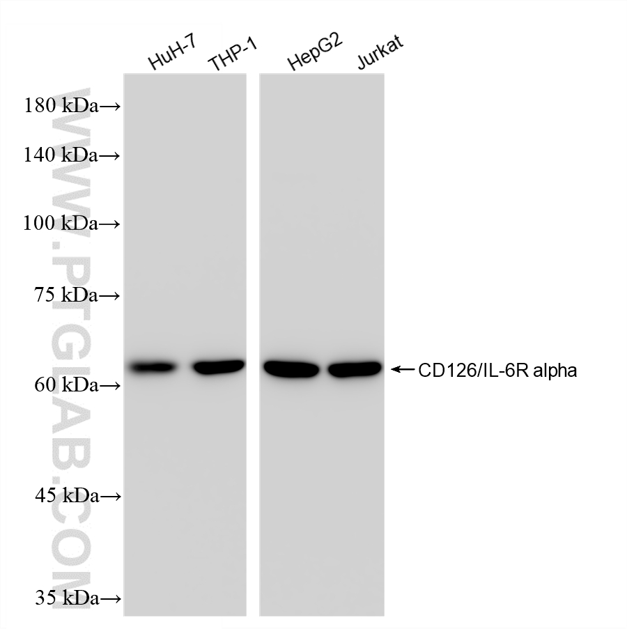 WB analysis using 83688-4-RR WB analysis using 83688-4-RR
