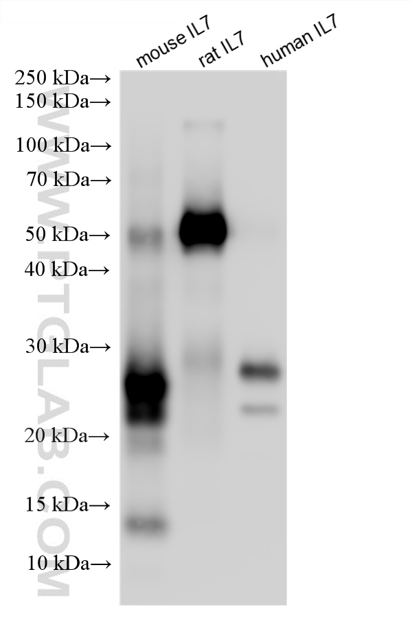 WB analysis using 87917-1-RR