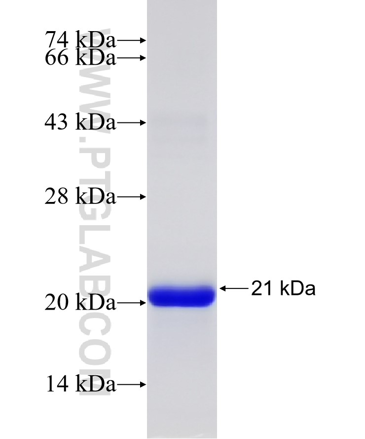 IL-10 fusion protein Ag14870 SDS-PAGE