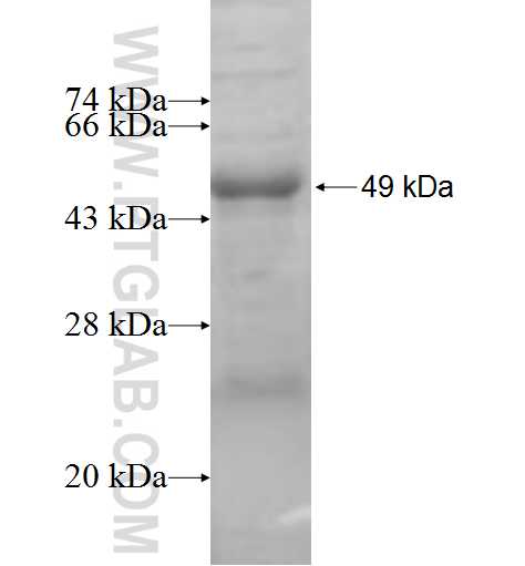 IL-10RB fusion protein Ag7445 SDS-PAGE