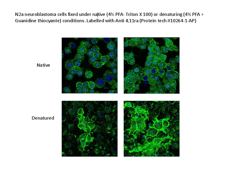 IF Staining of N2a cells using 10264-1-AP