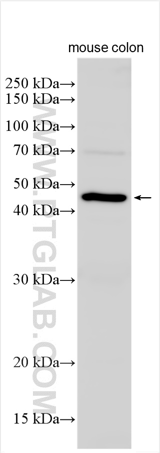 WB analysis using 10264-1-AP