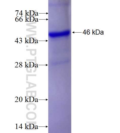 IL-12A fusion protein Ag27043 SDS-PAGE
