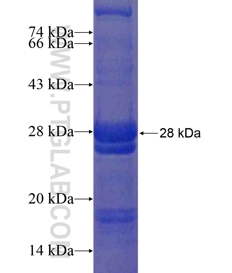 IL-12A fusion protein Ag17625 SDS-PAGE