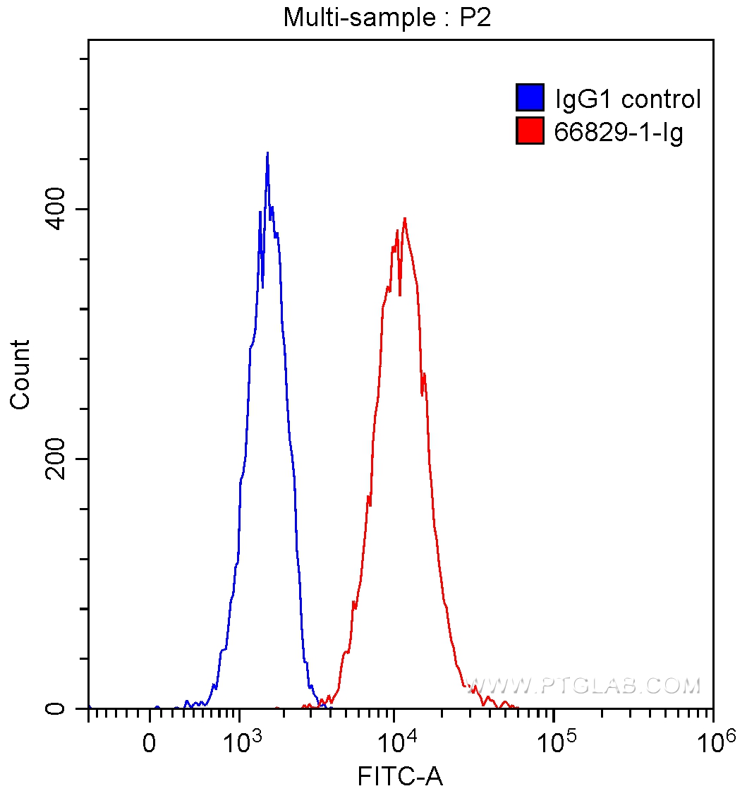 FC experiment of K-562 using 66829-1-Ig