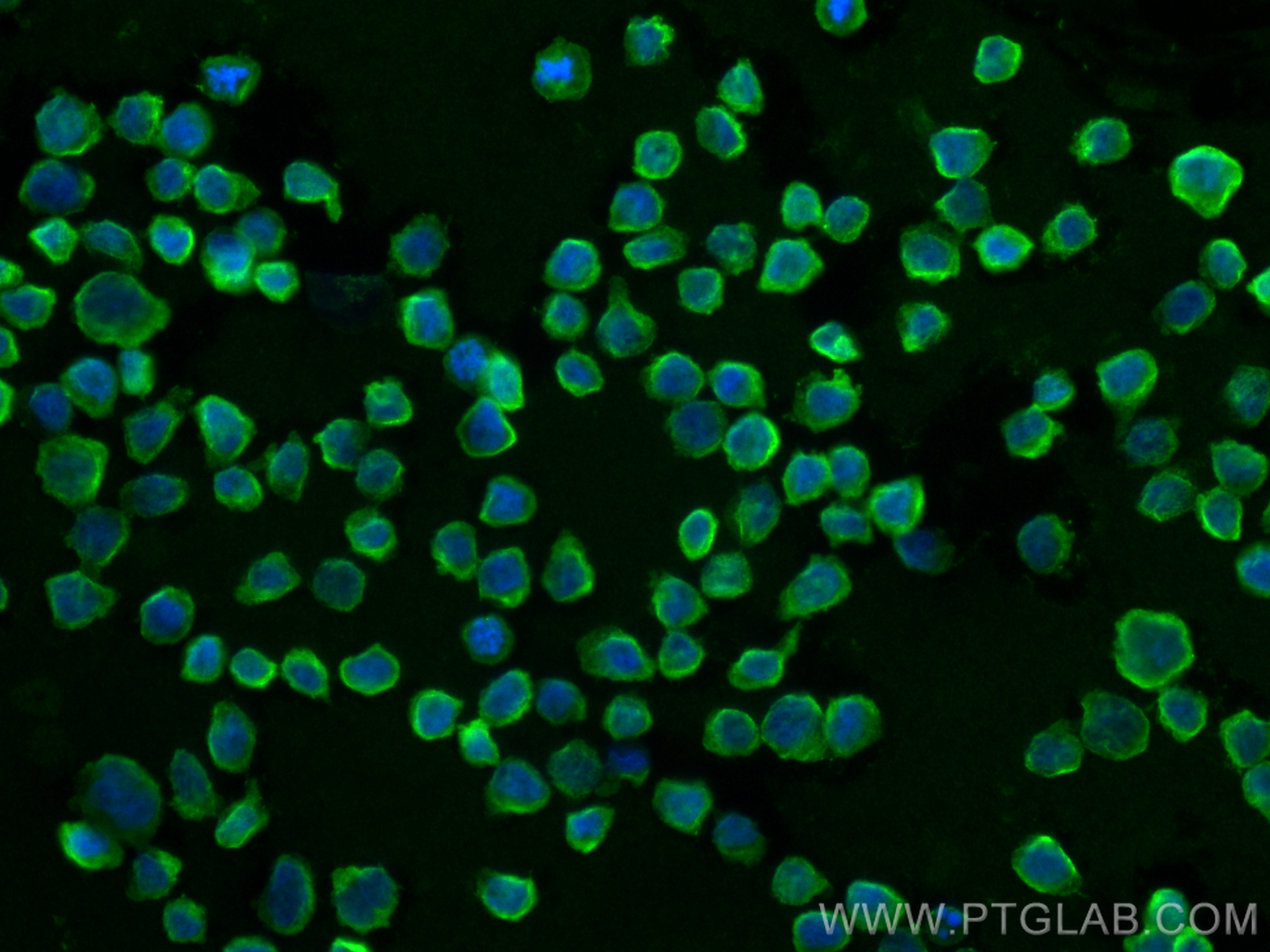 IF Staining of THP-1 using 84391-4-RR