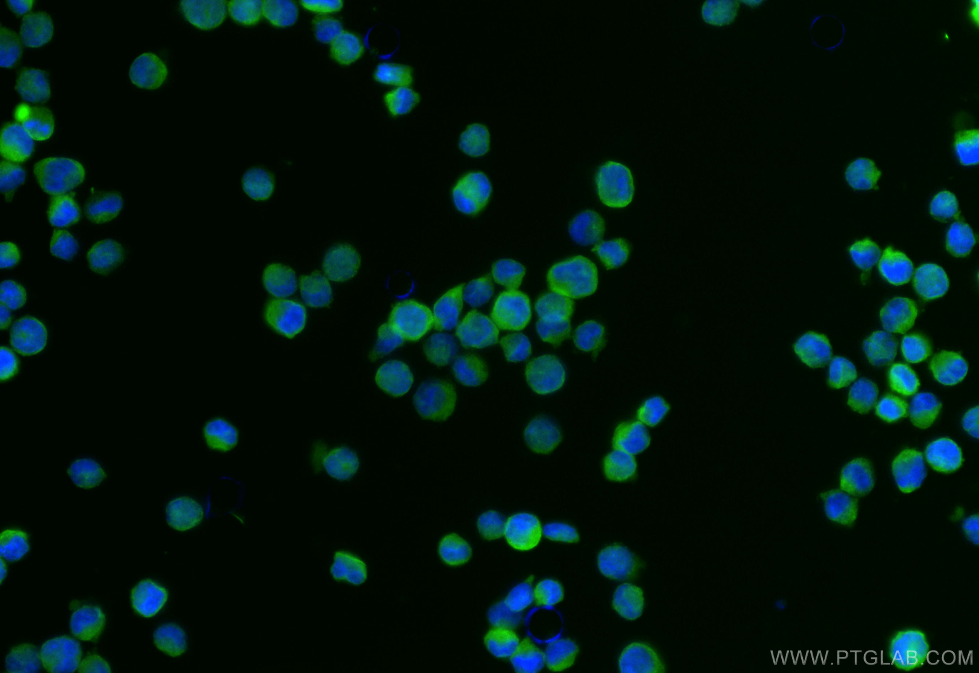 IF Staining of K-562 using CL488-84391-4