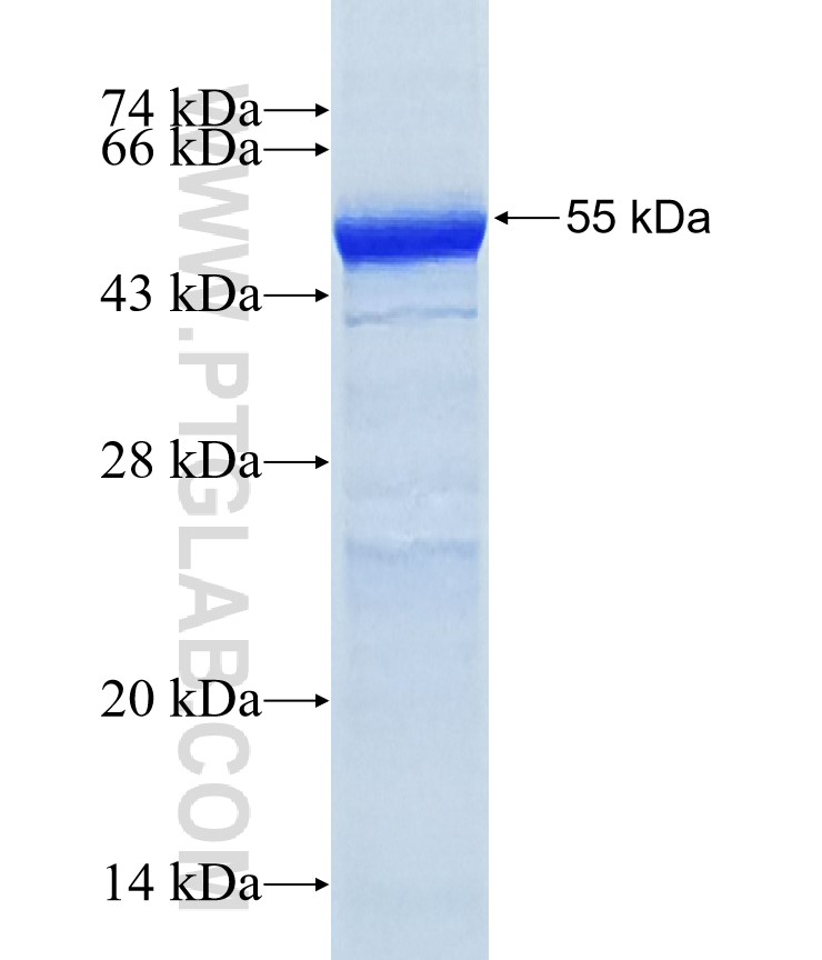 IL13RA1 fusion protein Ag34592 SDS-PAGE