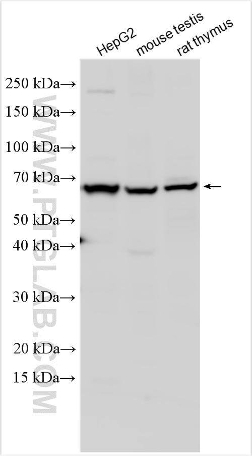 WB analysis using 11059-1-AP