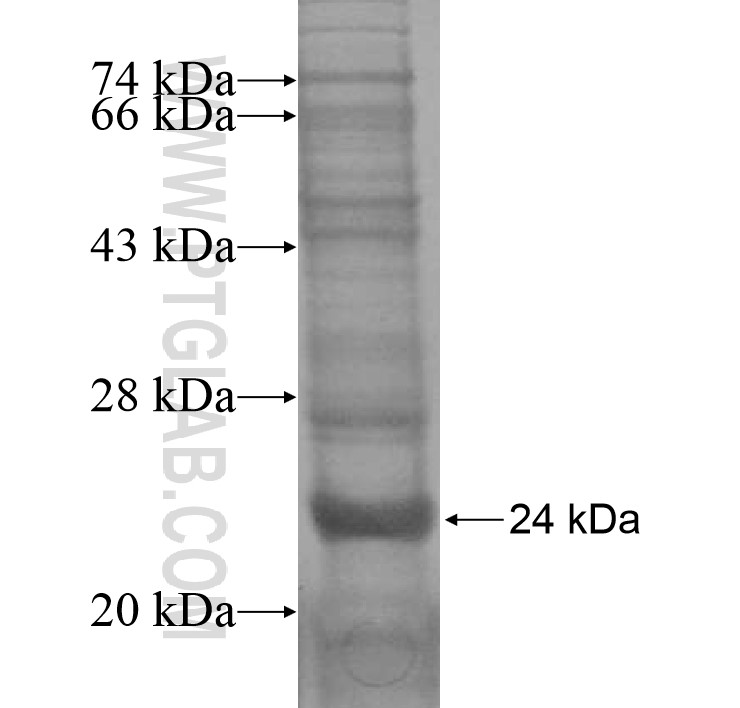 IL-17F fusion protein Ag16310 SDS-PAGE
