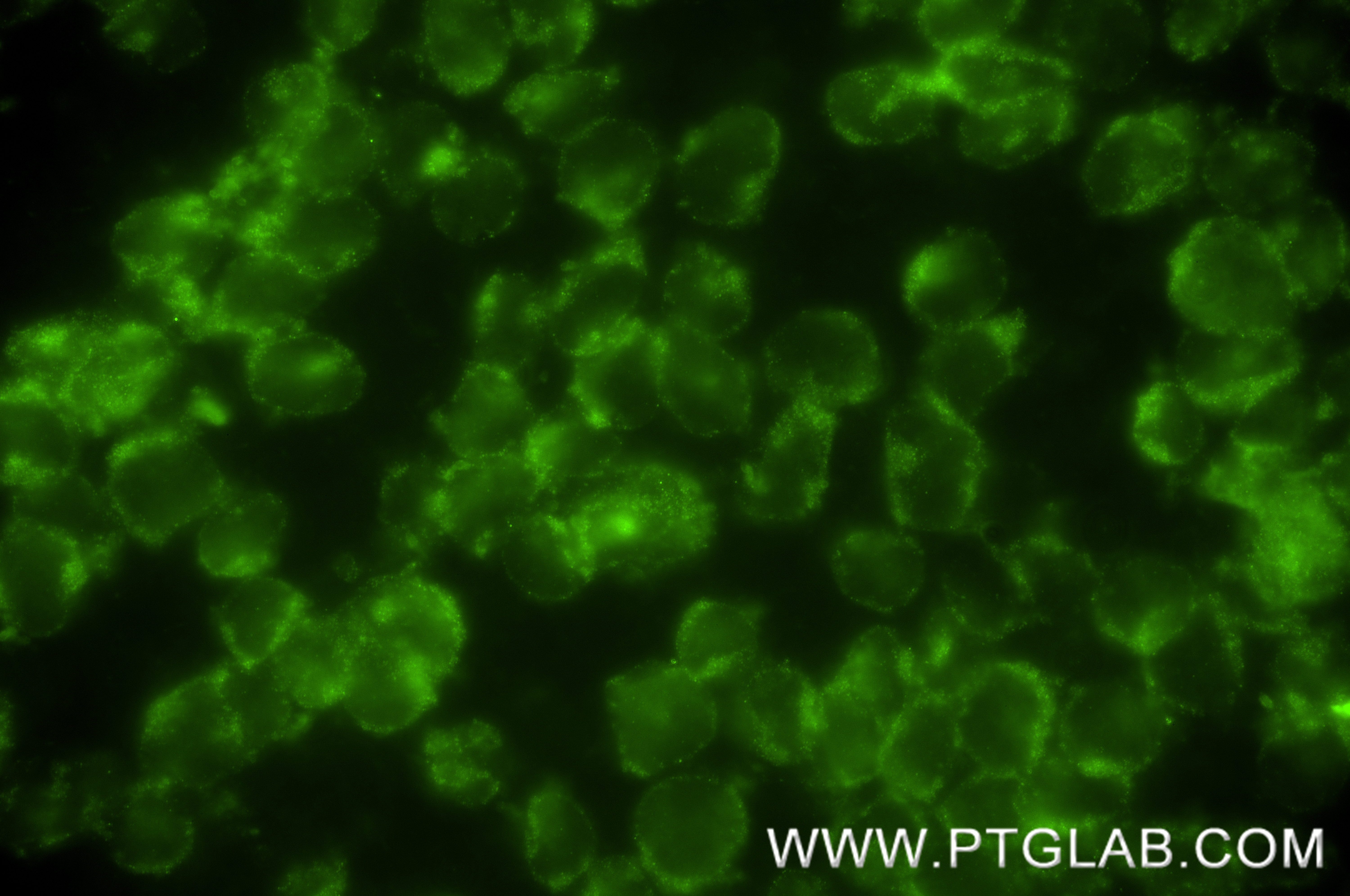 IF Staining of U-937 using 84535-2-RR