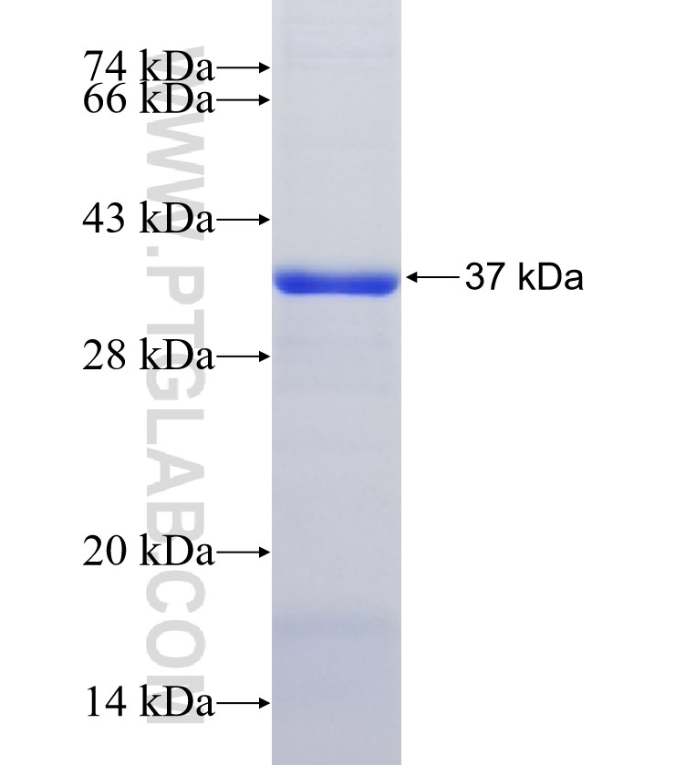 IL17RA fusion protein Ag33881 SDS-PAGE