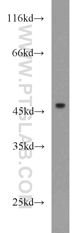 WB analysis of HEK-293 using 15648-1-AP