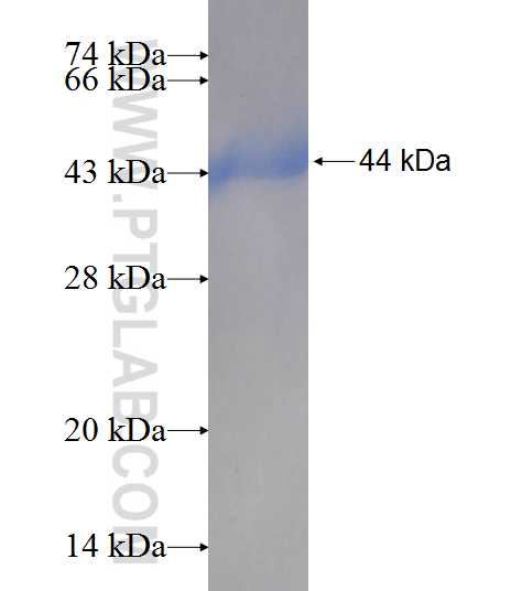 IL-17RC fusion protein Ag8212 SDS-PAGE