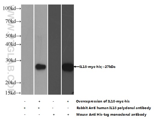 IL-18 Polyclonal antibody