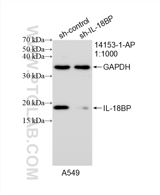 WB analysis of A549 using 14153-1-AP
