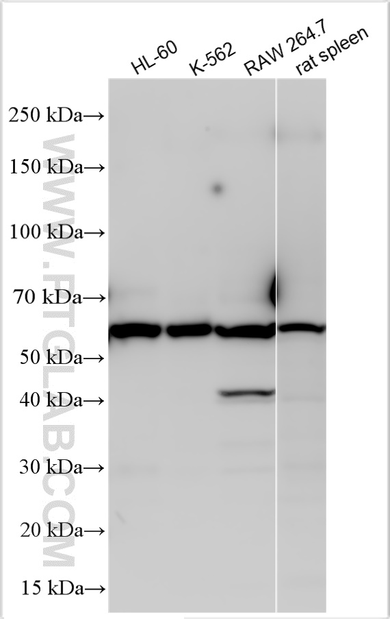 WB analysis using 30587-1-AP