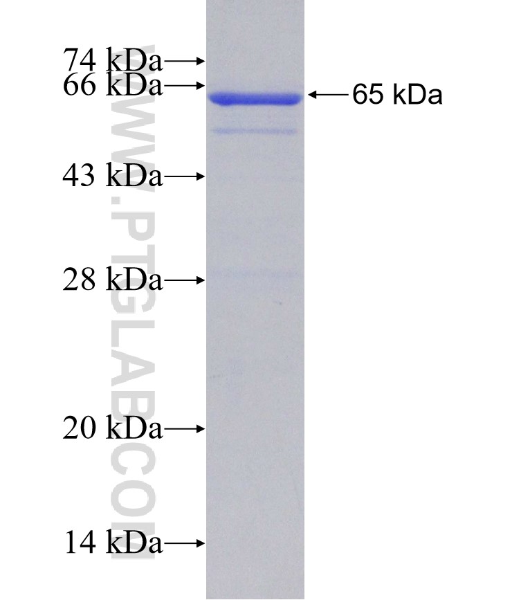 IL-18RAP fusion protein Ag30327 SDS-PAGE