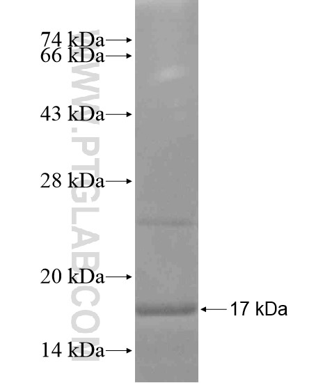 IL-19 fusion protein Ag18887 SDS-PAGE