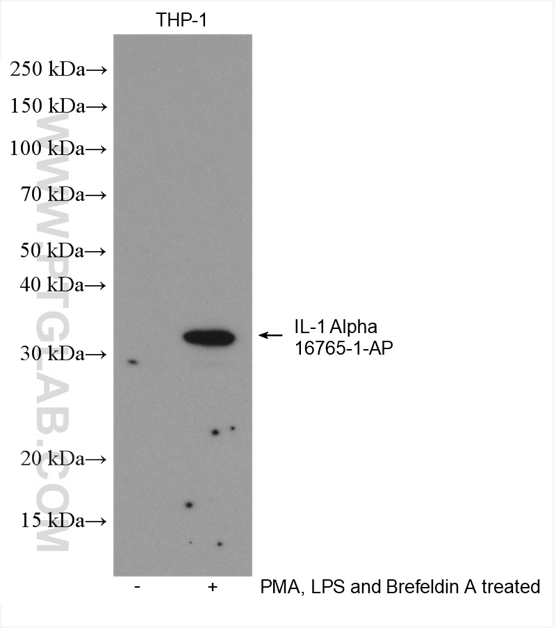 WB analysis using 16765-1-AP