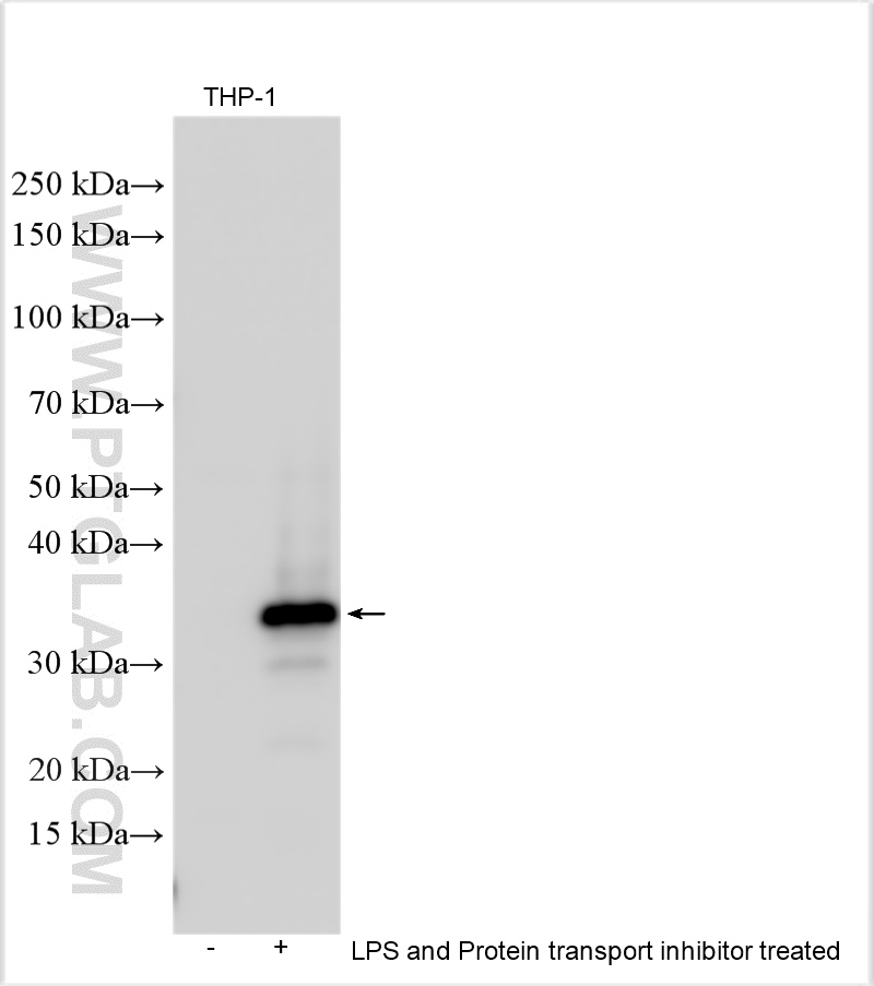 WB analysis using 30234-1-AP