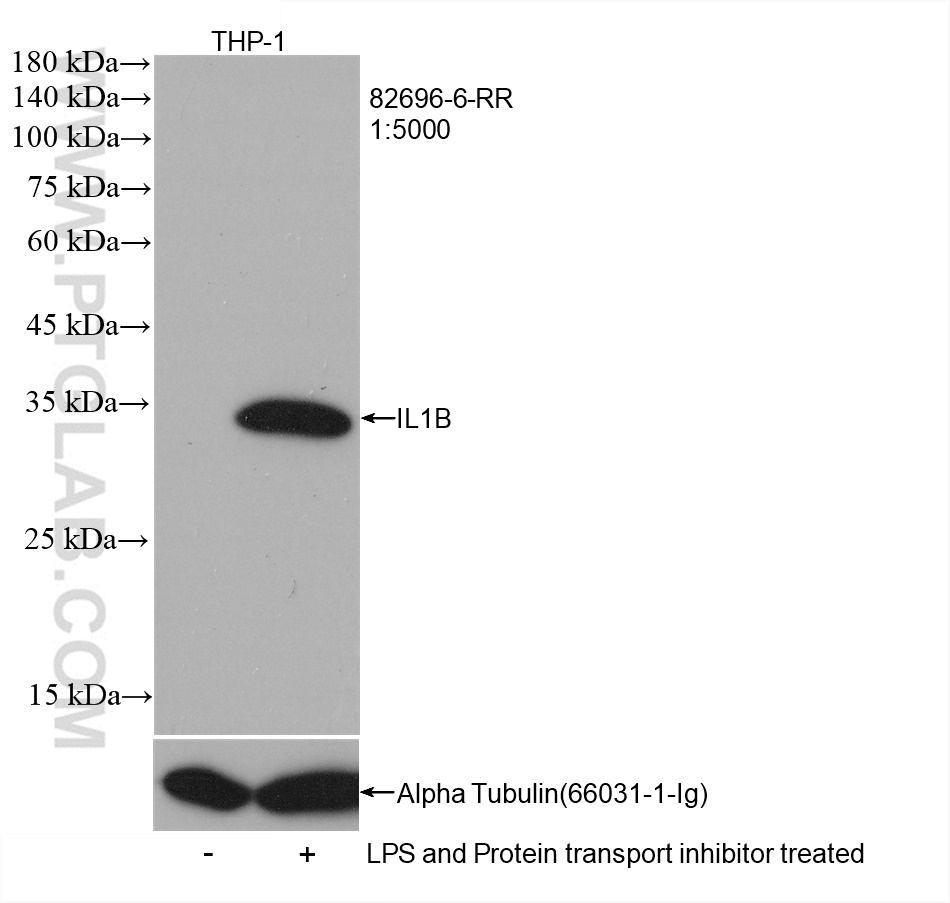 WB analysis of THP-1 using 82696-6-RR