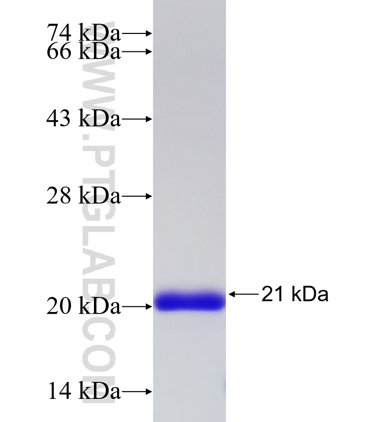 IL-1B fusion protein Ag30589 SDS-PAGE IL-1B fusion protein Ag30589 SDS-PAGE