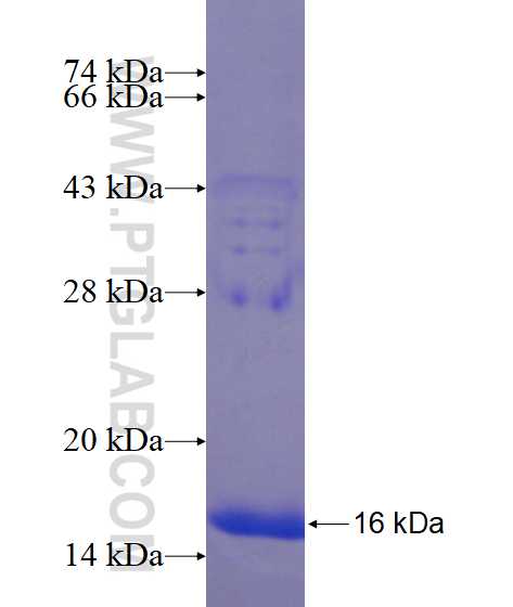 IL-1F9/IL-36 gamma fusion protein Ag16922 SDS-PAGE