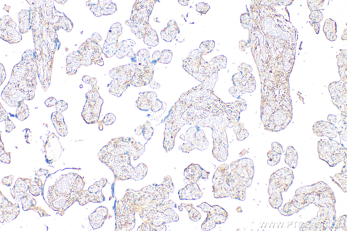IHC staining of human placenta using 30966-1-AP