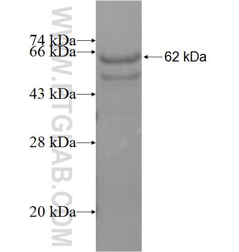 IL-1RAP fusion protein Ag6111 SDS-PAGE