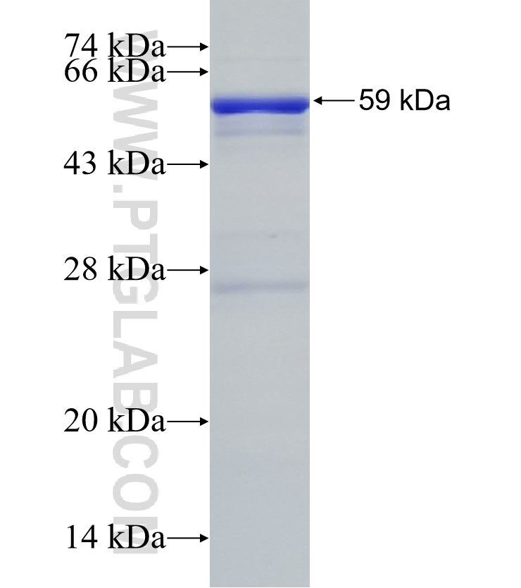 IL-1RL1 fusion protein Ag2555 SDS-PAGE