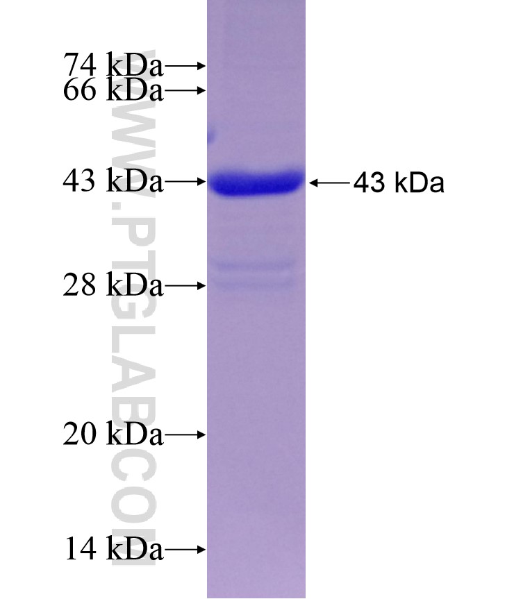 IL-2 fusion protein Ag10149 SDS-PAGE IL-2 fusion protein Ag10149 SDS-PAGE