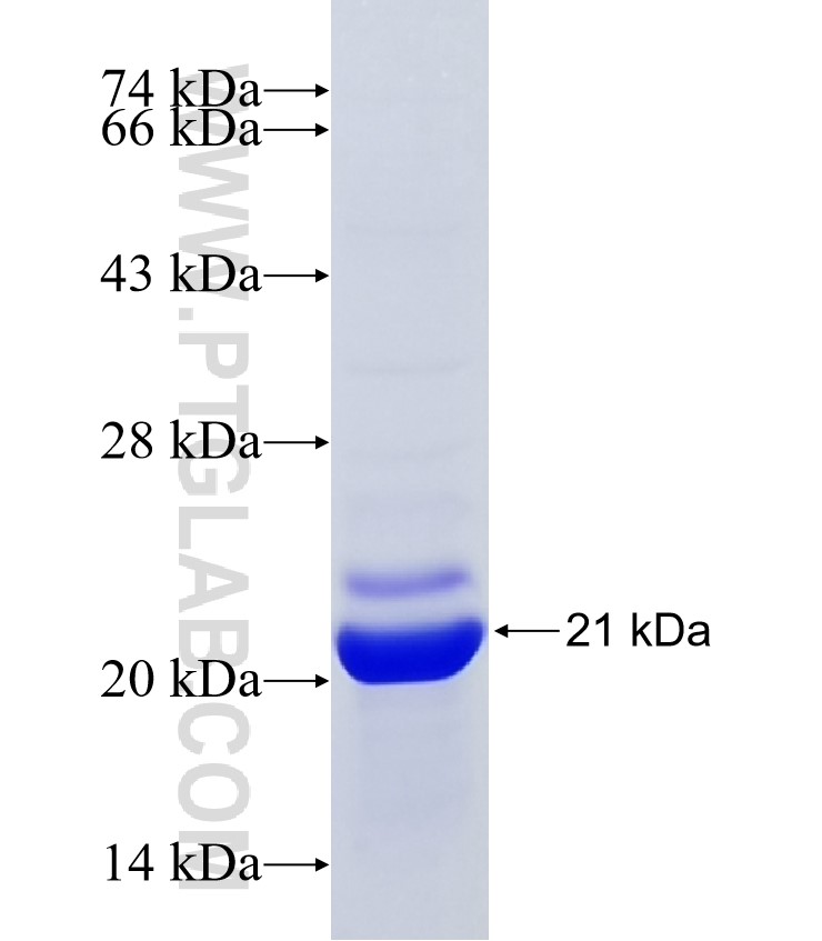 IL-20RB fusion protein Ag14368 SDS-PAGE