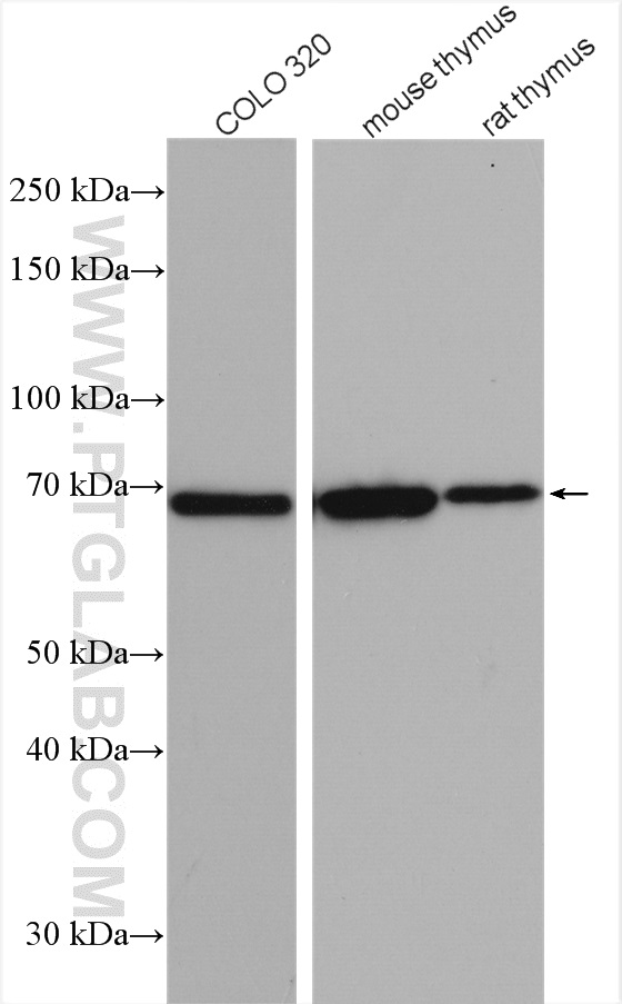 WB analysis using 10533-1-AP