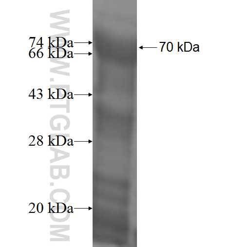 IL-21R fusion protein Ag0762 SDS-PAGE