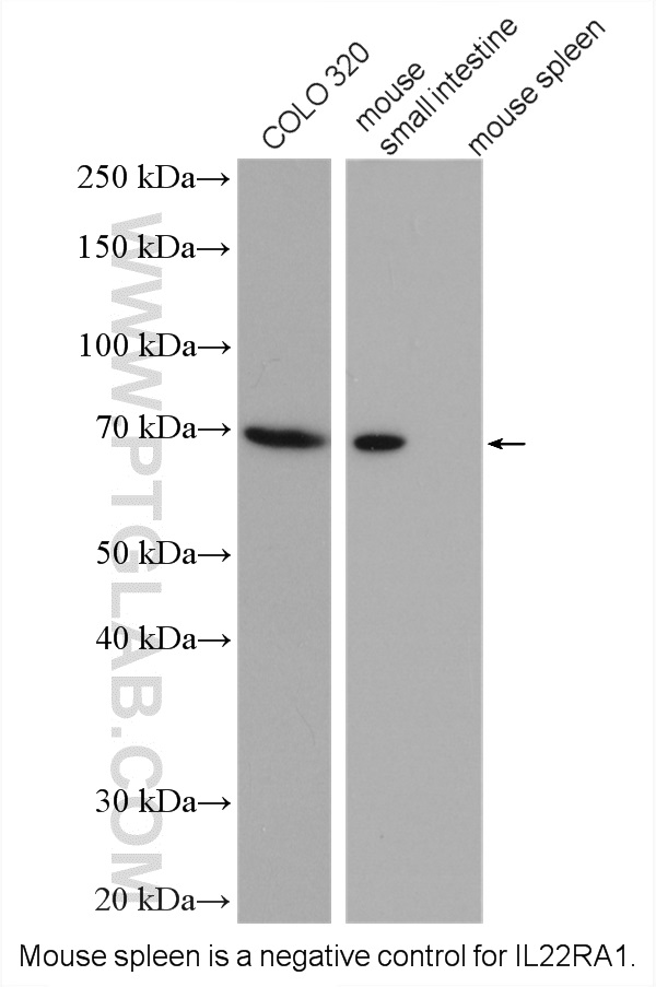 WB analysis using 13462-1-AP