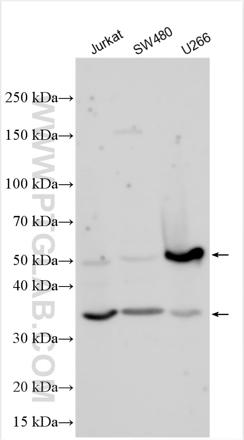 WB analysis using 32180-1-AP