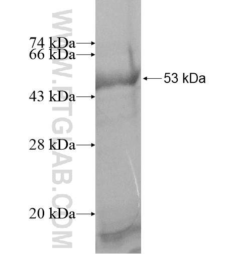 IL-23A fusion protein Ag10190 SDS-PAGE