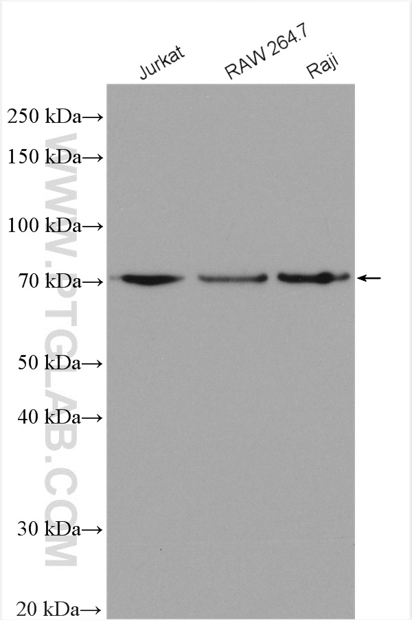 WB analysis using 27163-1-AP