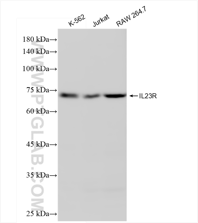 WB analysis using 83918-3-RR (same clone as 83918-3-PBS)