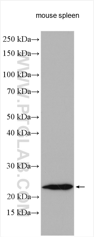 WB analysis using 26772-1-AP